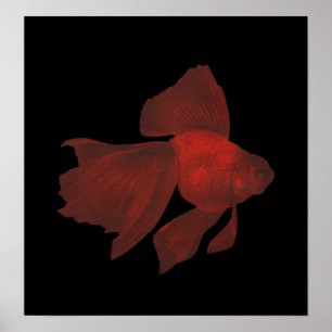 Vis - Veiltail Goldfish - Carassius auratus Poster