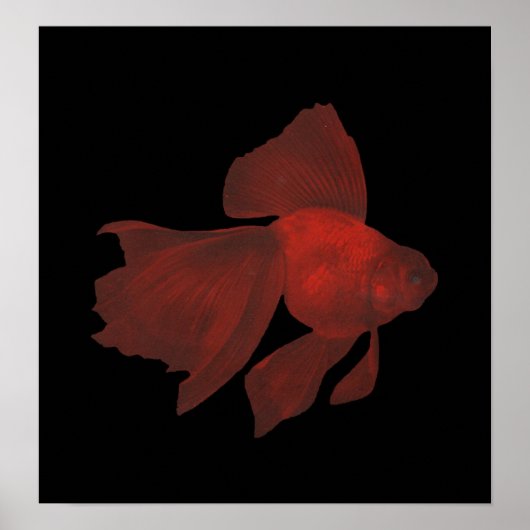Vis - Veiltail Goldfish - Carassius auratus Poster (Voorkant)
