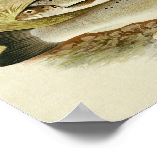 visafdrukken 021 | Zwarte forel Poster (Hoek)