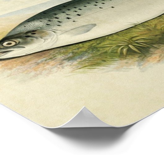  visafdrukken 032 | Zalmforel Poster (Hoek)