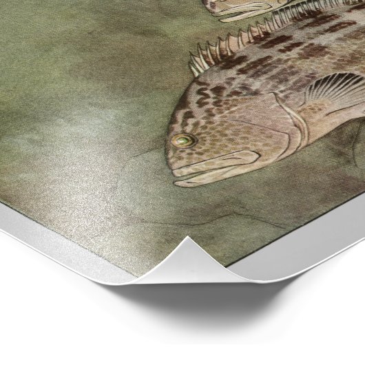  visafdrukken van Gag & Black Grouper Foto Afdruk (Hoek)