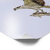 Visarend die door een rode gevleugelde merel foto afdruk (Hoek)