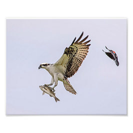 Visarend die door een rode gevleugelde merel foto afdruk