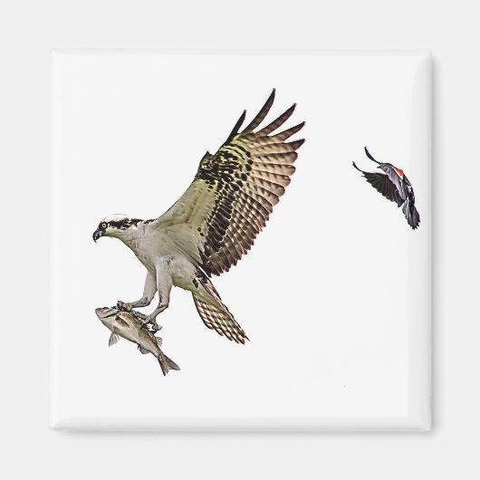 Visarend die door een rode gevleugelde merel magneet (Voorkant)