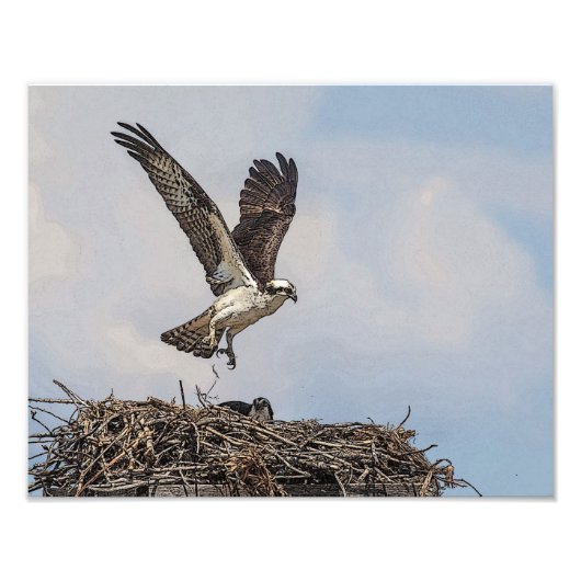Visarend in een nest foto afdruk (Voorkant)