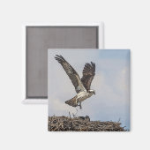 Visarend in een nest magneet (Voorkant / Achterkant)