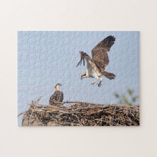 Visarend in het nest legpuzzel