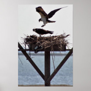 Visarend in Nest Poster