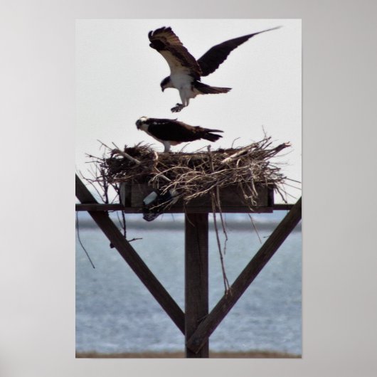 Visarend in Nest Poster (Voorkant)