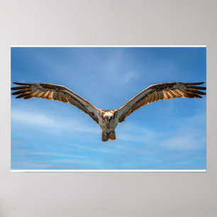 Visarend in Vlucht Muur Kunst   Roofvogel Print