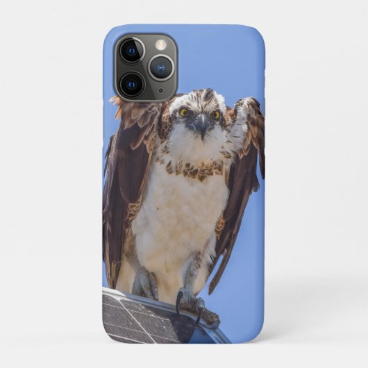 Visarend iPhone Hoesje | Kust Vogel Fotografie Kun (Achterkant)