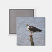 Visarend met Vismagneet Magneet (Voorkant / Achterkant)