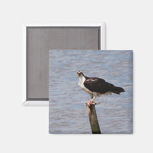 Visarend met Vismagneet Magneet (Voorkant / Achterkant)