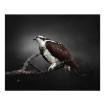 Visarend Portret Natuurfotografie