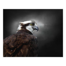 Visarend Profiel Portret Natuurfotografie