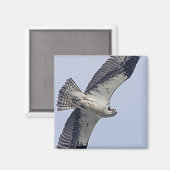 Visarend tijdens de vlucht magneet (Voorkant / Achterkant)