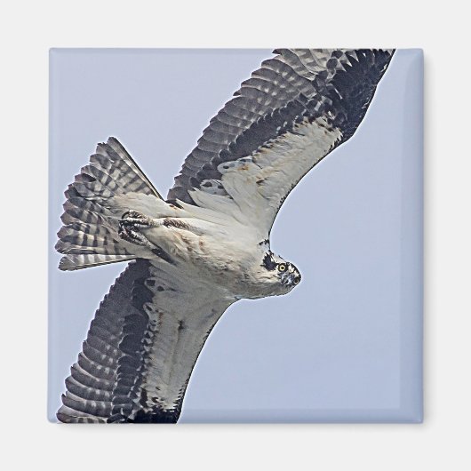 Visarend tijdens de vlucht magneet (Voorkant)