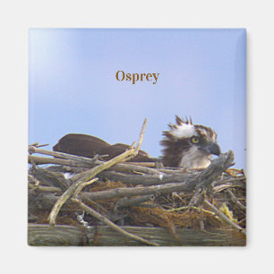 Visarend Vogel Foto Magneet