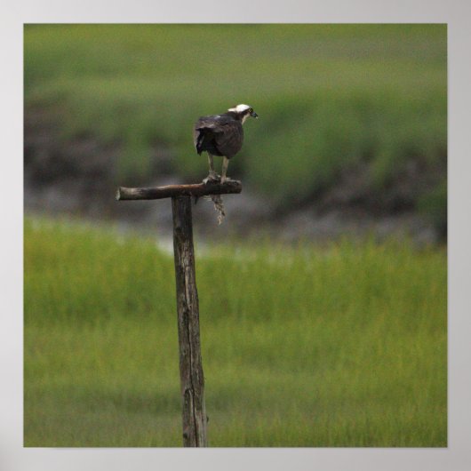 Visarend Vogel Foto Poster (Voorkant)