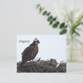 Visarend vogelnest ansichtkaart briefkaart (Staand voorkant)