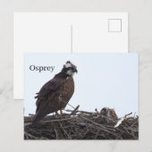 Visarend vogelnest ansichtkaart briefkaart (Voorkant / Achterkant)