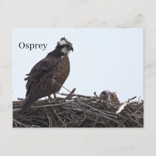 Visarend vogelnest ansichtkaart briefkaart