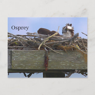Visarend vogelnest ansichtkaart briefkaart