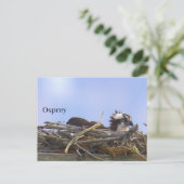 Visarend vogelnest ansichtkaart briefkaart (Staand voorkant)