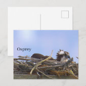 Visarend vogelnest ansichtkaart briefkaart (Voorkant / Achterkant)