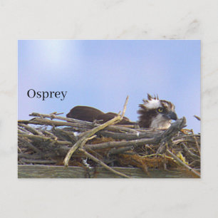 Visarend vogelnest ansichtkaart briefkaart