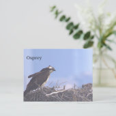 Visarend vogelnest ansichtkaart briefkaart (Staand voorkant)