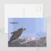 Visarend vogelnest ansichtkaart briefkaart (Voorkant / Achterkant)