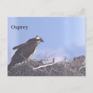 Visarend vogelnest ansichtkaart briefkaart