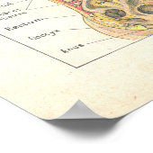 Viscera en Abdominale anatomie Poster Frans (Hoek)