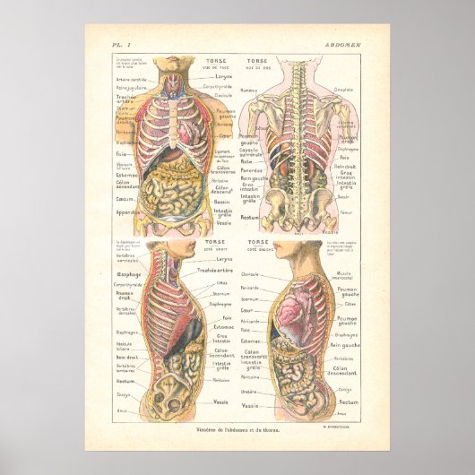 Viscera en Abdominale anatomie Poster Frans (Voorkant)