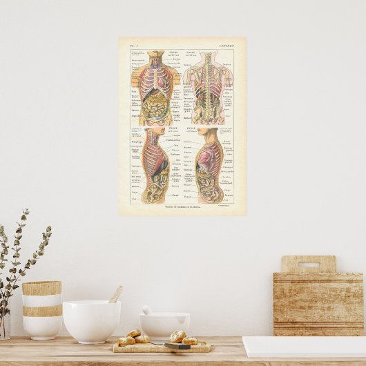 Viscera en Abdominale anatomie Poster Frans (Keuken)