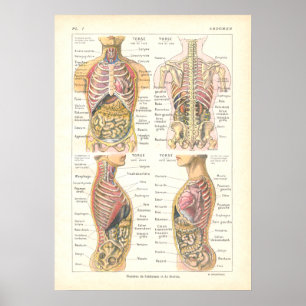 Viscera en Abdominale anatomie Poster Frans