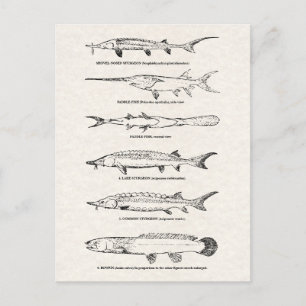 visdiagram - Sturgeon and Paddlefish Briefkaart