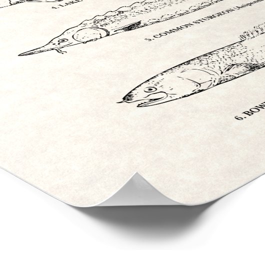 visdiagram - Sturgeon and Paddlefish Poster (Hoek)