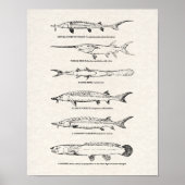 visdiagram - Sturgeon and Paddlefish Poster (Voorkant)