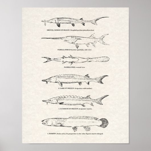  visdiagram - Sturgeon and Paddlefish Poster (Voorkant)