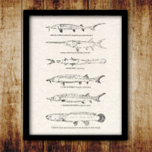  visdiagram - Sturgeon and Paddlefish