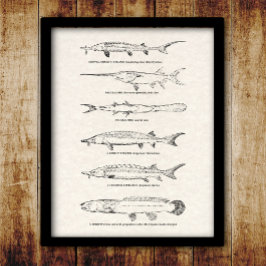 visdiagram - Sturgeon and Paddlefish Poster