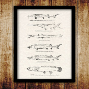 visdiagram - Sturgeon and Paddlefish Poster