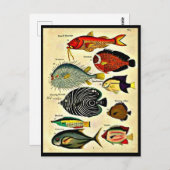 visdruk briefkaart (Voorkant / Achterkant)