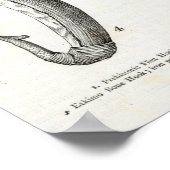 vishaken van prehistorisch en onbeschaafd poster (Hoek)