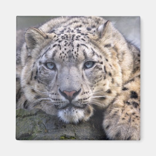 Vishnu Sneeuwluipaard Magneet (Voorkant)