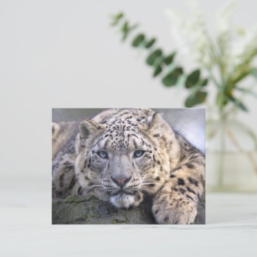 Vishnu Snow Leopard Briefkaart (Staand voorkant)