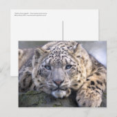 Vishnu Snow Leopard Briefkaart (Voorkant / Achterkant)