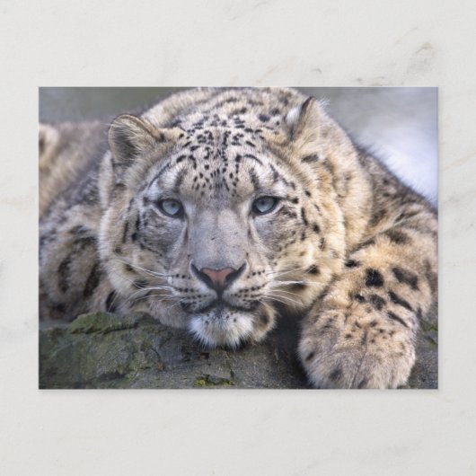 Vishnu Snow Leopard Briefkaart (Voorkant)